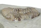 Bargain, Kainops Trilobite - Black Cat Mountain, Oklahoma #362981-2